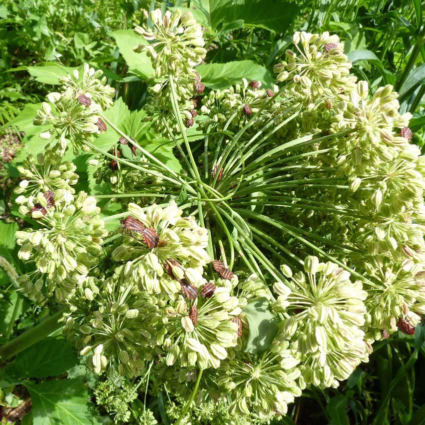 Festival des jardins de Chaumont-sur-Loire