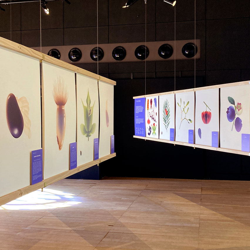 Exposition Graines, une prodigieuse odyssée, Maison rouge - Musée des vallées cévennoles 2024