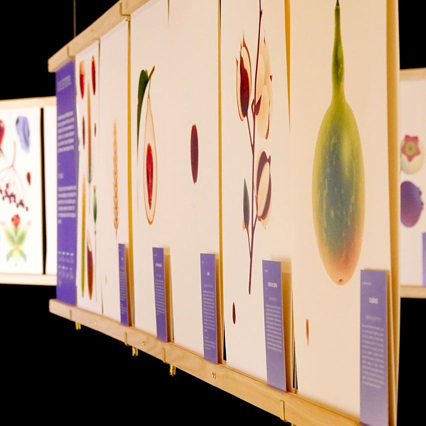 Exposition Graines, une prodigieuse odyssée, Maison rouge - Musée des vallées cévennoles 2024